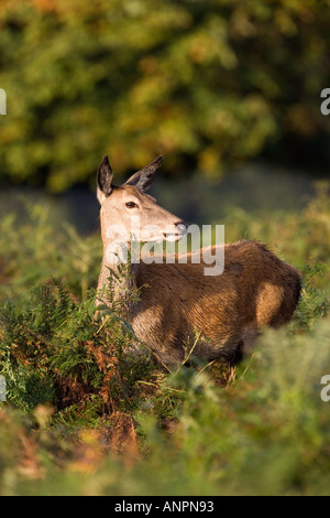 Red Deer Cervus elaphus hind in piedi in bracken cercando alert richmond park london Foto Stock