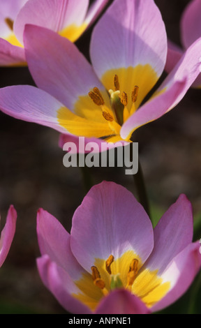 Tulipa saxilis meraviglia lilla Foto Stock