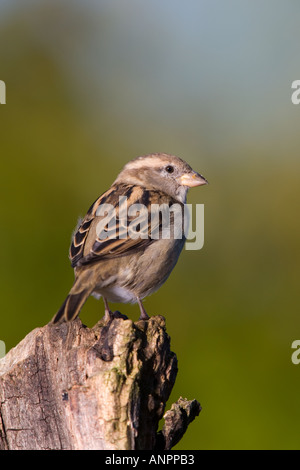 Femmina di casa passero Passer domesticus appollaiato sul post con bella fuori fuoco sfondo potton bedfordshire Foto Stock