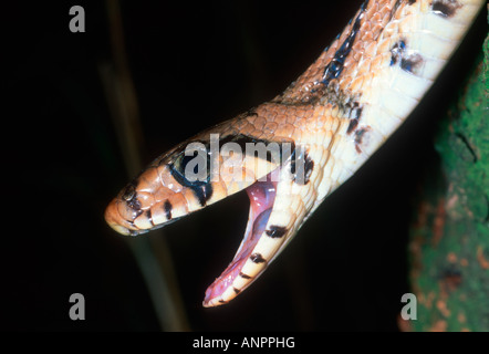 Scaletta serpente Elaphe scalaris.Close-up di testa con bocca aperta Foto Stock