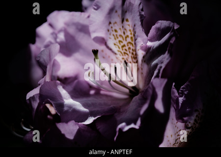 Primo piano di una rosa pallido fiore di rododendro Foto Stock