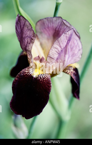 Iris barbuto 'Magic Man' Foto Stock