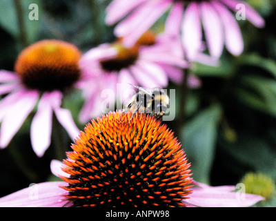 Echinacea purpurea con Bumble Bee Foto Stock