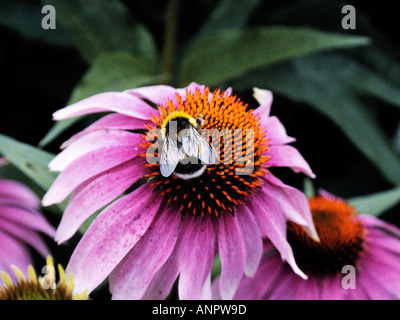 Echinacea purpurea con Bumble Bee Foto Stock