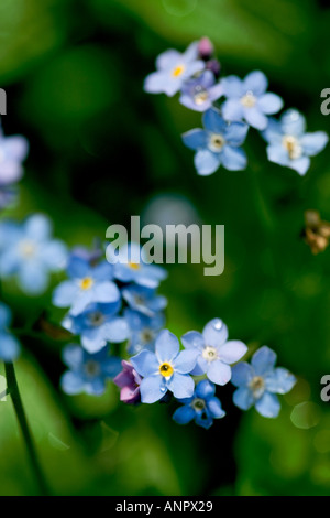 Cluster di dimenticare-me-Middlesbrough Foto Stock