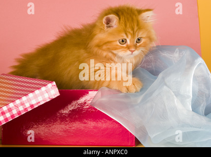 Rosso giovane gatto persiano gatto maschio maschio tomcat-cat visualizza Cat box redbox velo Sindone Foto Stock