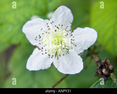 Wild Black raspberry fiore fruticosa Rubus fruticosus blossom Foto Stock