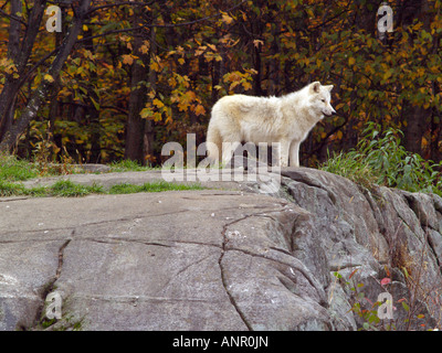 Arctic Wolf si fermò sulla roccia Foto Stock