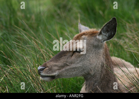 Cervo - Cervus Elaphus - presso l'Highland Wildlife Park, Kincraig, Kingussie, Highlands della Scozia. Foto Stock