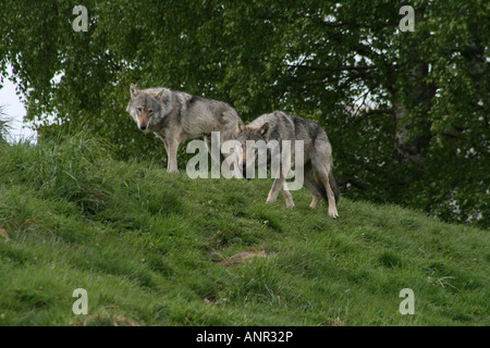 Coppia di Lupi Grigi (Canis lupus Lupus) aggirava il loro territorio. Foto Stock