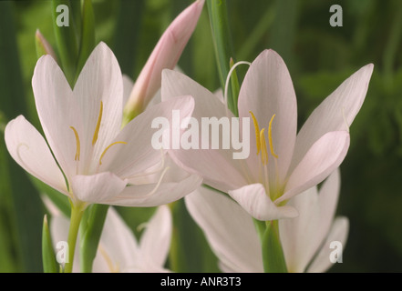 Hesperantha coccinea syn. Schizostylis coccinea 'principessa Rosa' (giglio di Kaffir). Primo piano di due fiori rosa pallido. Foto Stock