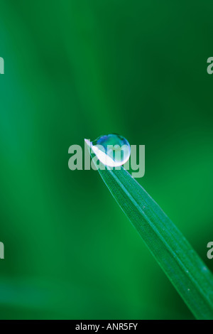 Raindrop su una lama di erba Foto Stock