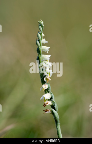 Autunno Lady s Tresses Spiranthes spiralis con bel al di fuori della messa a fuoco lo sfondo su erba ruvida chalkland Hertfordshire Foto Stock