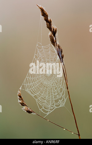 Spider Web su steli di erba con inizio Rugiada di mattina con una bella fuori fuoco sfondo Potton Bedfordshire Foto Stock