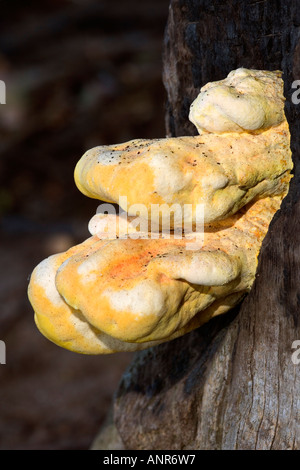 Pollo di boschi laetiporus sulfurei che cresce su albero di quercia Deepdale nr Sandy Bedfordshire Foto Stock