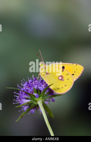 Offuscato giallo Colias croceus su Scabias fiore con ante chiuse che mostra i contrassegni e dettaglio Potton BedfordshireBedfordshire Foto Stock