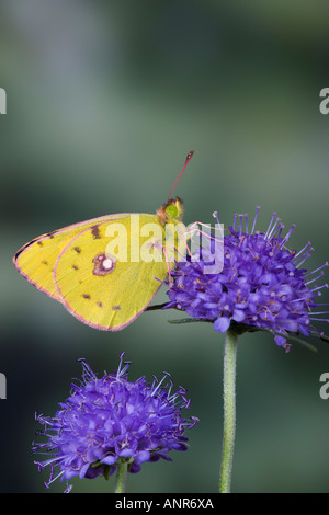 Offuscato giallo Colias croceus su Scabias fiore con ante chiuse che mostra i contrassegni e dettaglio Potton BedfordshireBedfordshire Foto Stock