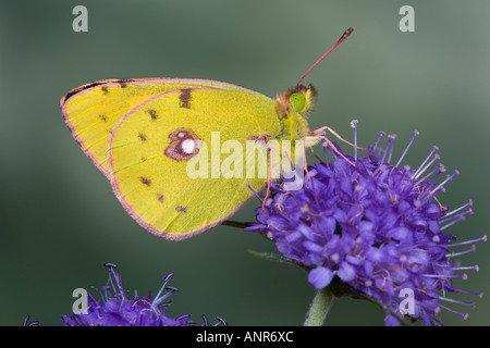 Offuscato giallo Colias croceus su Scabias fiore con ante chiuse che mostra i contrassegni e dettaglio Potton BedfordshireBedfordshire Foto Stock