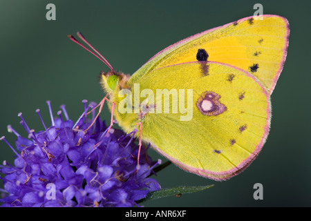 Offuscato giallo Colias croceus su Scabias fiore con ante chiuse che mostra i contrassegni e dettaglio Potton BedfordshireBedfordshire Foto Stock