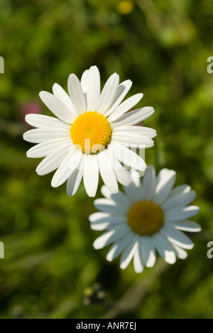 Fiore di Ile de Bonaventura, provincia del Québec in Canada. Foto Stock