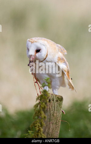 Il barbagianni (Tyto alba) seduto sul palo da recinzione mangiare ratto con bel al di fuori della messa a fuoco lo sfondo del Northamptonshire Foto Stock