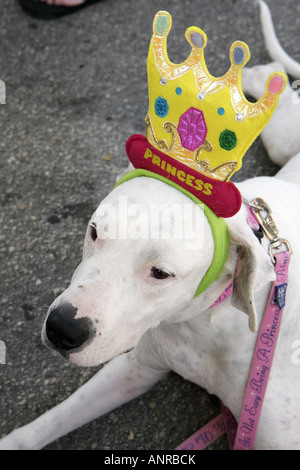 Miami Florida,Coconut Grove,King Mango Strut,annuale sfilata satira,divertente,umorismo,umorismo,umorismo,spoof,parodia,cani bianchi,abito principessa,velcro Foto Stock
