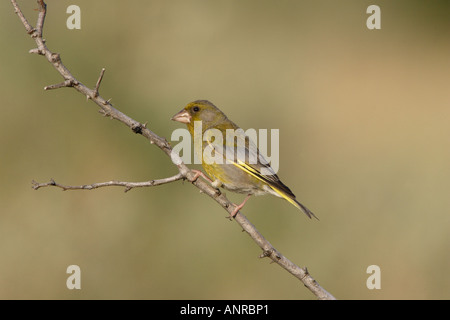 Verdone appollaiato in Bulgaria Foto Stock