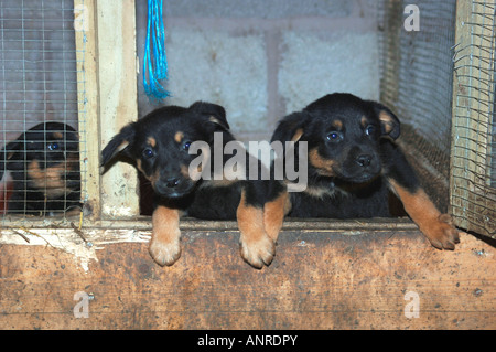 Croce allevati Rothwieller Cuccioli Collie, In entrata alla loro custodia. Foto Stock