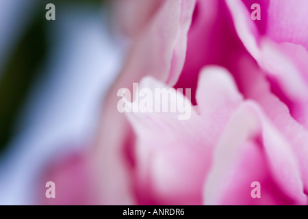 Nome comune: petali di rosa nome latino: Rosa Foto Stock