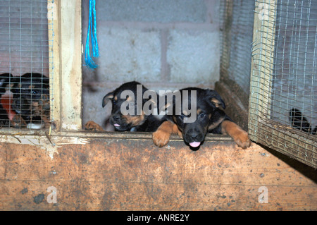 Croce allevati Rothwieller Cuccioli Collie, In entrata alla loro custodia. Foto Stock