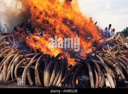Avorio di elefante falò 18 luglio 1989 il Parco Nazionale di Nairobi Kenya Africa orientale Foto Stock