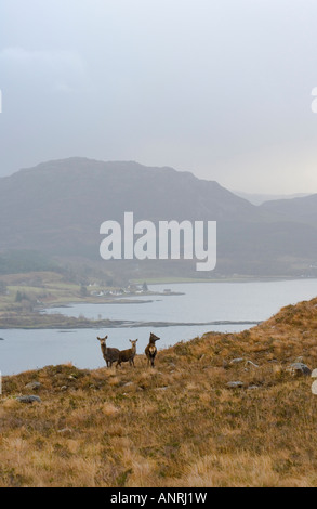 Cervi contro Loch Kishorn sfondo. Vista da Bealach na Ba o Pass del bestiame. Strada di Applecross village. L'inverno. Foto Stock