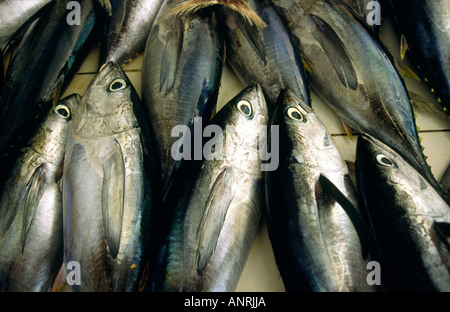 Maldives Malé tonno stabiliti nel mercato del pesce Foto Stock