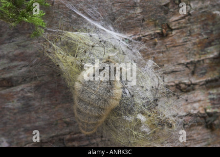 VAPORER MOTH wingless femmina su cocoon Orgyia antiqua Foto Stock