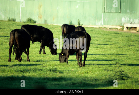 Le mucche al pascolo in Essex campo di fattoria di luglio 2005 Foto Stock