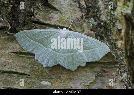 Comune falena smeraldo Hemithea aestivaria Brownsea Island Dorset Regno Unito Foto Stock