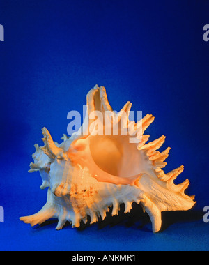 Con fiaccolata conchiglia contro sfondo blu Foto Stock