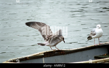 I capretti sea gull atterraggio su una barca da pesca con ali fuori tesa 2005 Harwich essex Inghilterra Foto Stock