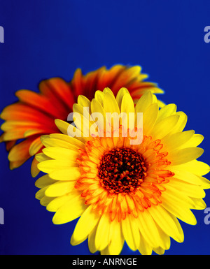 Close-up di giallo e arancione gerbere contro uno sfondo blu Foto Stock