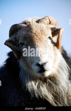 Herdwick Ram Foto Stock