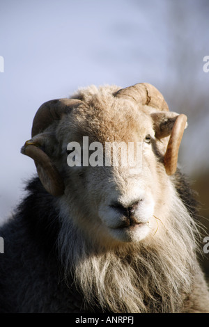 Herdwick Ram Foto Stock