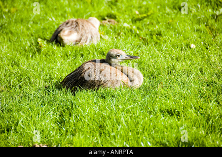 Una coppia di Rhea Americanus pulcini sat in erba Foto Stock