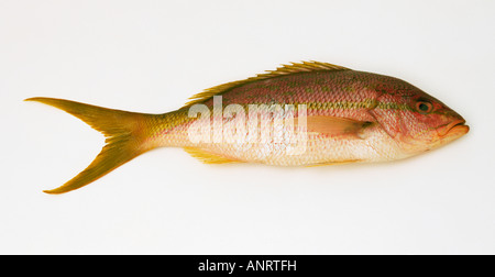 Lutiano rosso (pesce) contro uno sfondo bianco, close-up Foto Stock