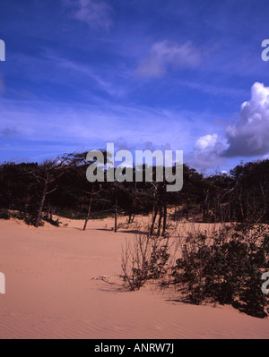 Pino silvestre alberi ai margini delle dune di sabbia a Formby Merseyside England Foto Stock