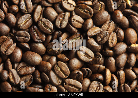 Arrostire i chicchi di caffè disteso per l'asciugatura Foto Stock