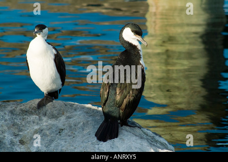 Il nero di fronte cormorano Phalacrocorax fuscescens Foto Stock