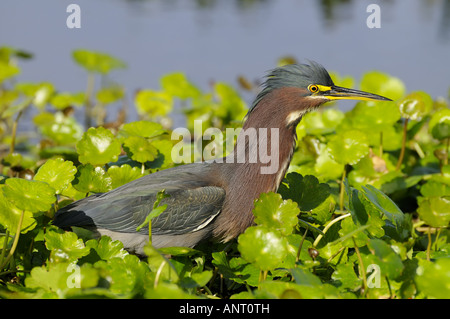 Un avviso di airone verde Foto Stock