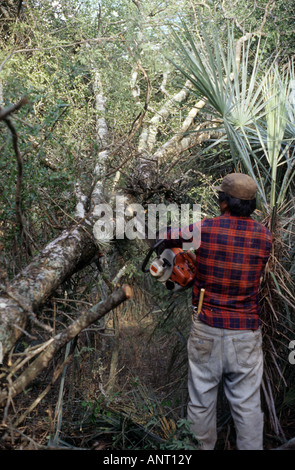 La trinciatura giù un albero in Formosa, Argentina Foto Stock