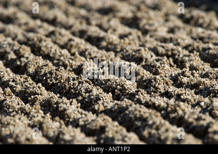 Foto di stock delle righe di rastrellamento di sabbia nel giardino zen di Ginkakuji tempio di Kyoto in Giappone Foto Stock