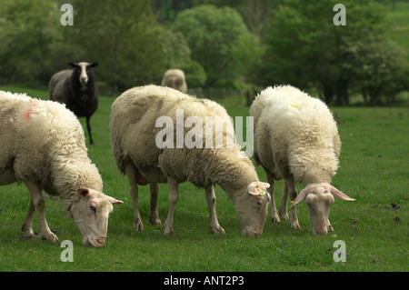 Frisia latte pecore al pascolo in campo dopo essere munte Foto Stock